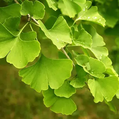 #3. Листья гинкго билоба