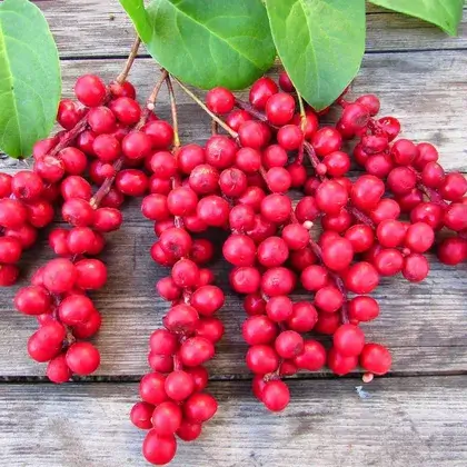 #5. Лимонник китайский